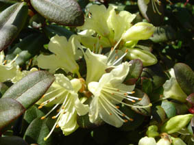 Rhododendron hanceanum x keiskei 'Princess anne'